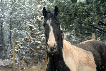Fototapeta premium Shaggy Fur for Winter