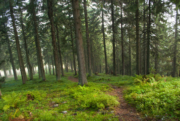Hiking trail in the pine forest in the Carpathian mountains in early autumn