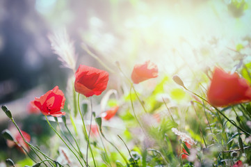 Red poppy flowers in a forest at sunrise.