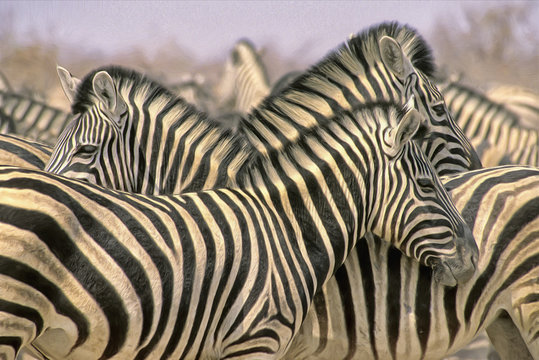 Zebra Herd,oil painting