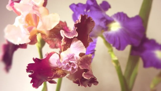  TIme Lapse Flower. Beautiful iris flowers bloom.