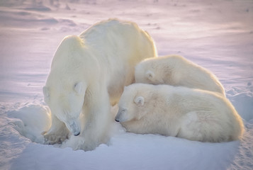 Fototapeta na wymiar Polar bear with her cubs,photo art