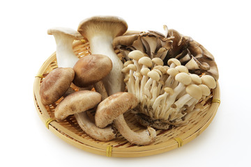 きのこの集合　Japan mushrooms set