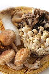 きのこの集合　Japan mushrooms set