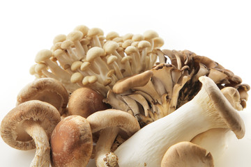 きのこの集合　Japan mushrooms set