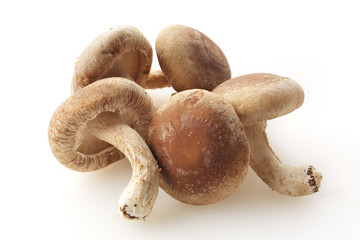 しいたけ　shiitake