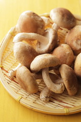 しいたけ　shiitake