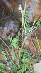 worm hundred feet