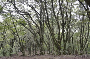 静岡県伊豆市、天城山の原生林