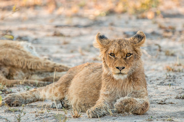 Fototapeta na wymiar Lion cub laying in the sand and starring.