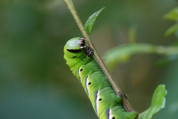 Raupe Nahaufnahme