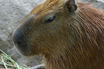 Capybara