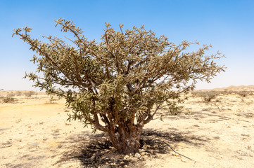 Frankincense trees at unesco world heritage site of Wadi Dawkah, Salalah, Dhofar, Oman