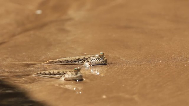 Fish. Mudskipper, amphibious fish that comes onto land