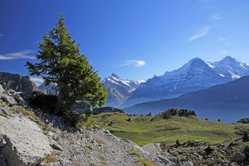 Fototapeta na wymiar schynige platte, alpen, schweiz 