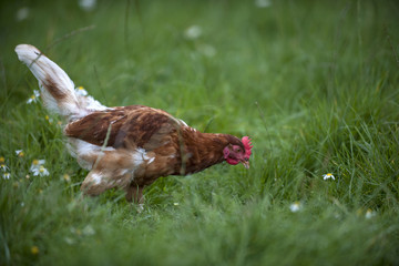ein Huhn sucht auf einem saftigen Feld nach Futter