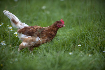 ein Huhn im grünen Gras
