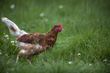 Huhn sucht wurm