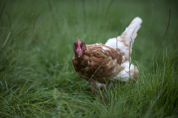 Huhn auf grüner wiese