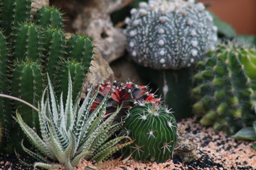 Colorful cactus for growing in pots.