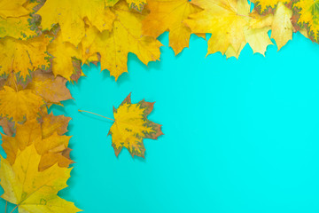 Autumn leaves on turquoise background.