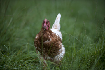Huhn auf grüner wiese