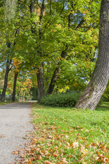 Autumn Alee In The City Park