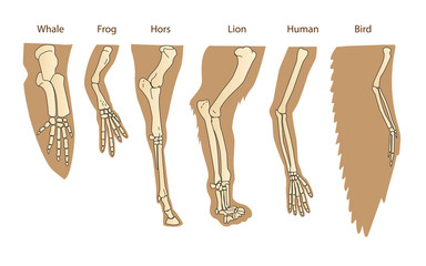 Structure Forelimb Of Mammals. Human Arm. Lion Forelimb. Whale Front Flipper. Bird Wing. Historical Illustrations. Isolated Vector. Evolution. The General Development Of The Limbs.
