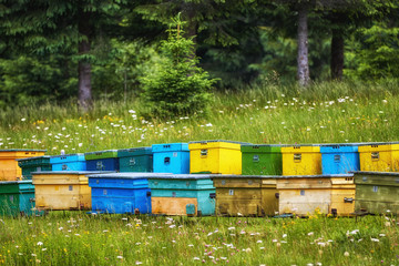 Colorful hives with bees on a meadow in an idyllic mountain regi