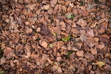 brown dry autumn leaves on ground  background