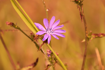 Small blue flower at a field