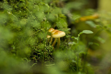 bunch mushrooms in the forest close-up of