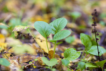 Forest moss texture top view of an overall plan