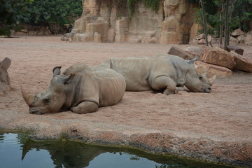 Rinoceronte Afriano
