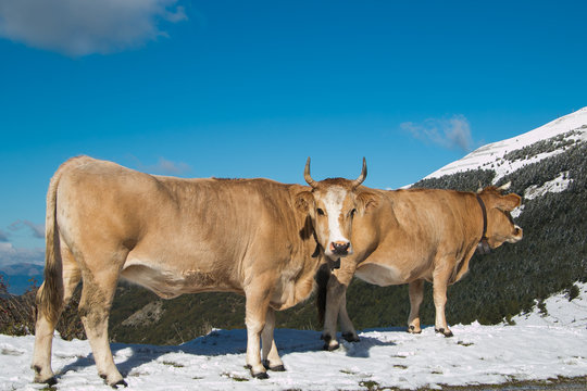 Mucche al pascolo in inverno con la neve