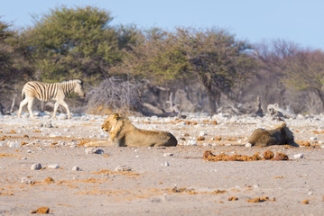 Fototapeta na wymiar Two young male lazy Lions lying down on the ground. Zebra (defocused) walking undisturbed in the background. Wildlife safari in the Etosha National Park, main tourist attraction in Namibia, Africa.