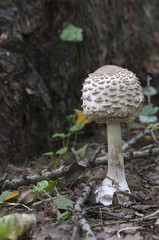 Macrolepiota procera mushroom