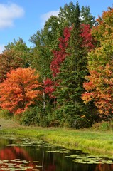 Fall colours on trees