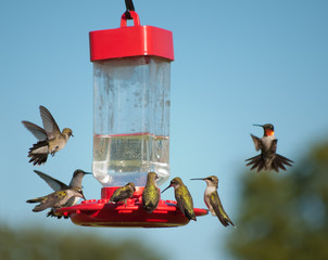 Multiple Hummingbirds at feeder, some eating nectar, some hovering waiting their turn