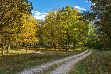 Road through forest