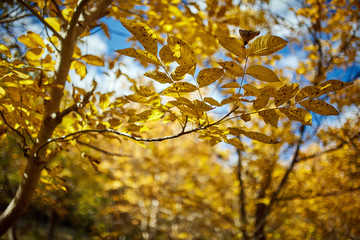 Walnut orchard in the autumn