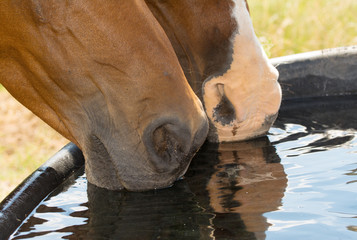 Obraz premium Zbliżenie dwóch koni z kagańcami w wodzie, picie z koryta wody