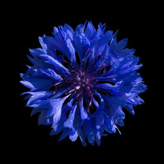 Blue cornflower on a black background
