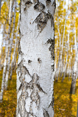 birch tree