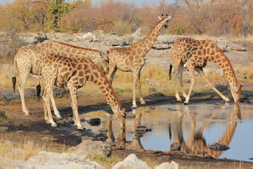 Naklejka na ściany i meble Giraffen (giraffa camelopardalis) am Wasserloch (Etosha Nationalpark)