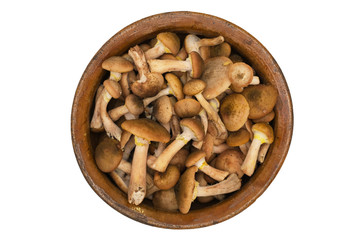 wild mushrooms in an old clay bowl.