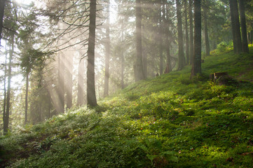 Sun rays among pine trees in the forest in the Carpathian mountains.