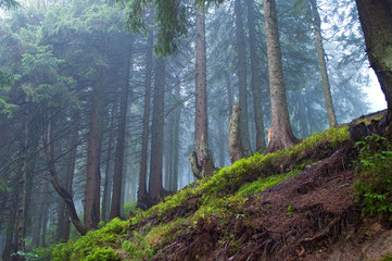 Pine trees in the forest in the Carpathian mountains. Foggy fall morning