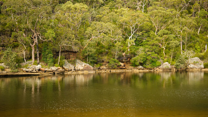 Fototapeta na wymiar Forest by a river in the Royal National Park near Sydney - New Soth Wales in Australia