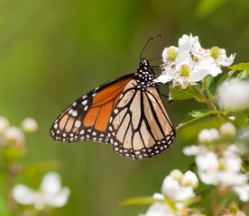 Monarch butterfly feeding on a wild Blackberry flower in spring